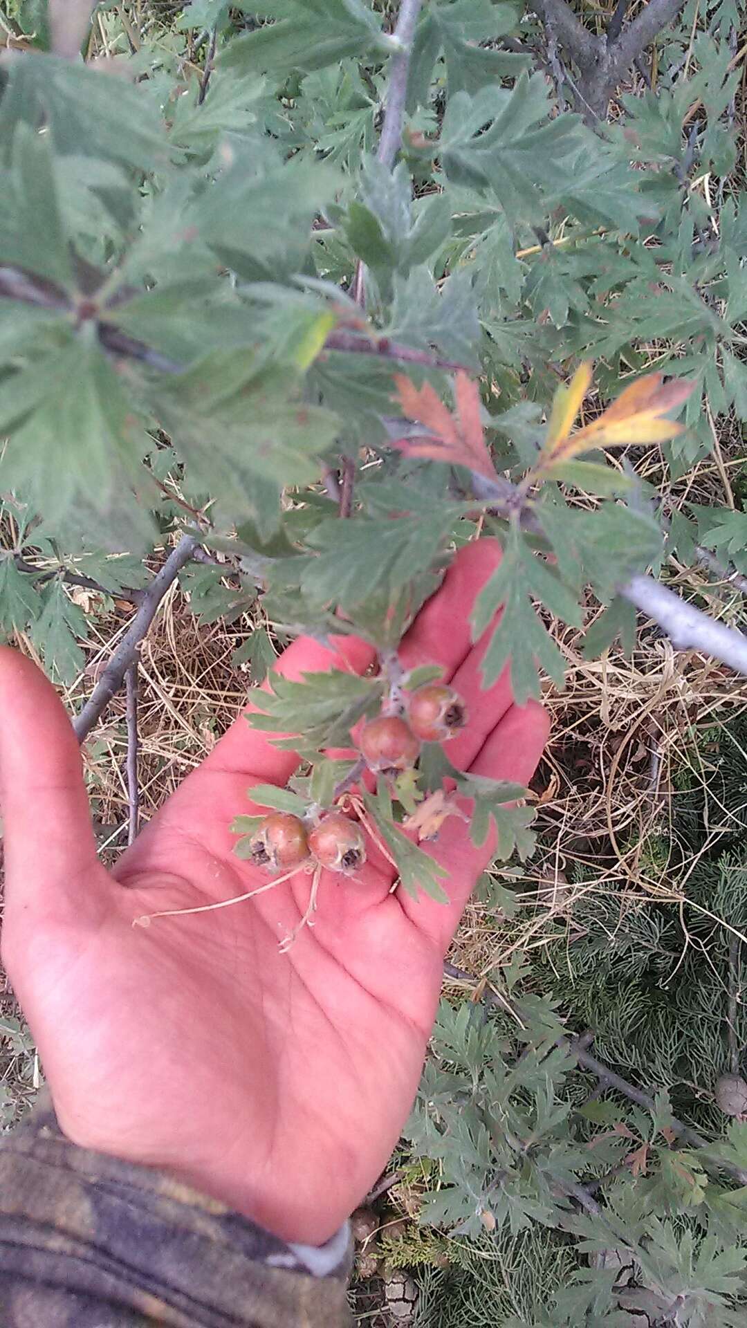 Image of Crataegus orientalis Pall. ex Bieb.