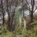 Phragmites australis subsp. isiacus (Arcang.) resmi