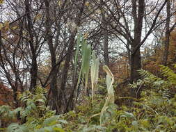 Image of Phragmites australis subsp. isiacus (Arcang.)