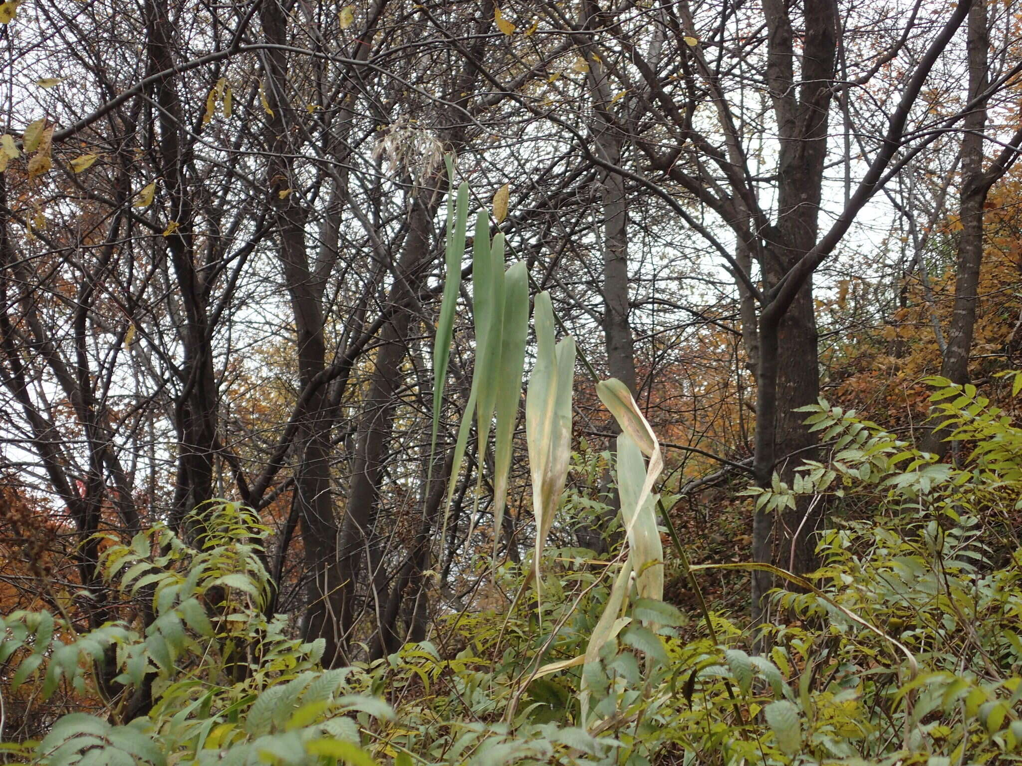 Image of Phragmites australis subsp. isiacus (Arcang.)