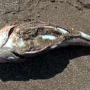 Image of Atlantic searobin