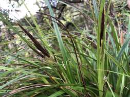 Imagem de Carex wahuensis C. A. Mey.