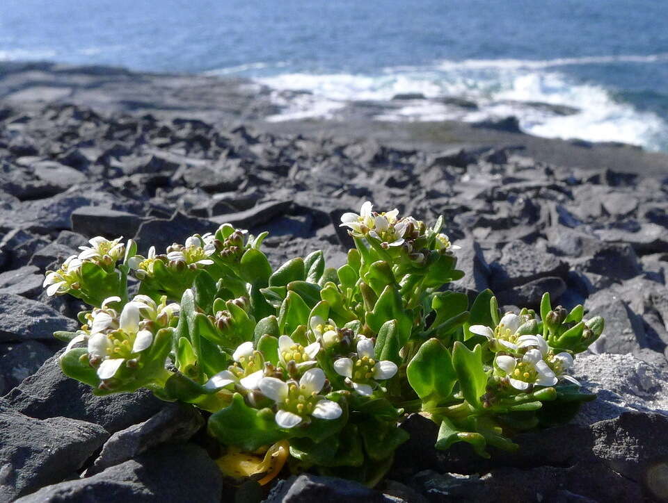 Image of cochlearia