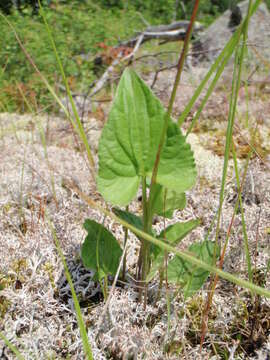 Imagem de Viola novae-angliae House