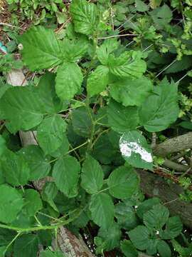 Image of Rubus incurvatiformis Edees