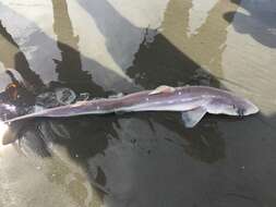 Image of Cape Shark