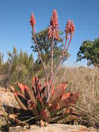 Image of Aloe affinis A. Berger