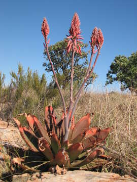 Image of Aloe affinis A. Berger