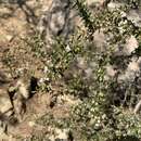 Sivun Leptospermum microcarpum Cheel kuva