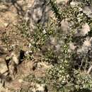 Image de Leptospermum microcarpum Cheel