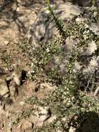 Image de Leptospermum microcarpum Cheel