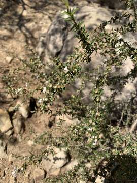 Sivun Leptospermum microcarpum Cheel kuva