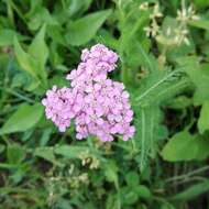 Achillea roseo-alba Ehrend. resmi