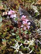 Image of pygmy saxifrage