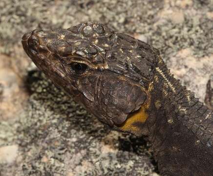 Image of False girdled lizards