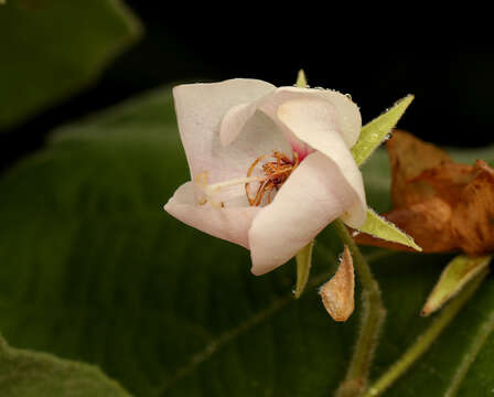 Sivun Dombeya pulchra N. E. Br. kuva