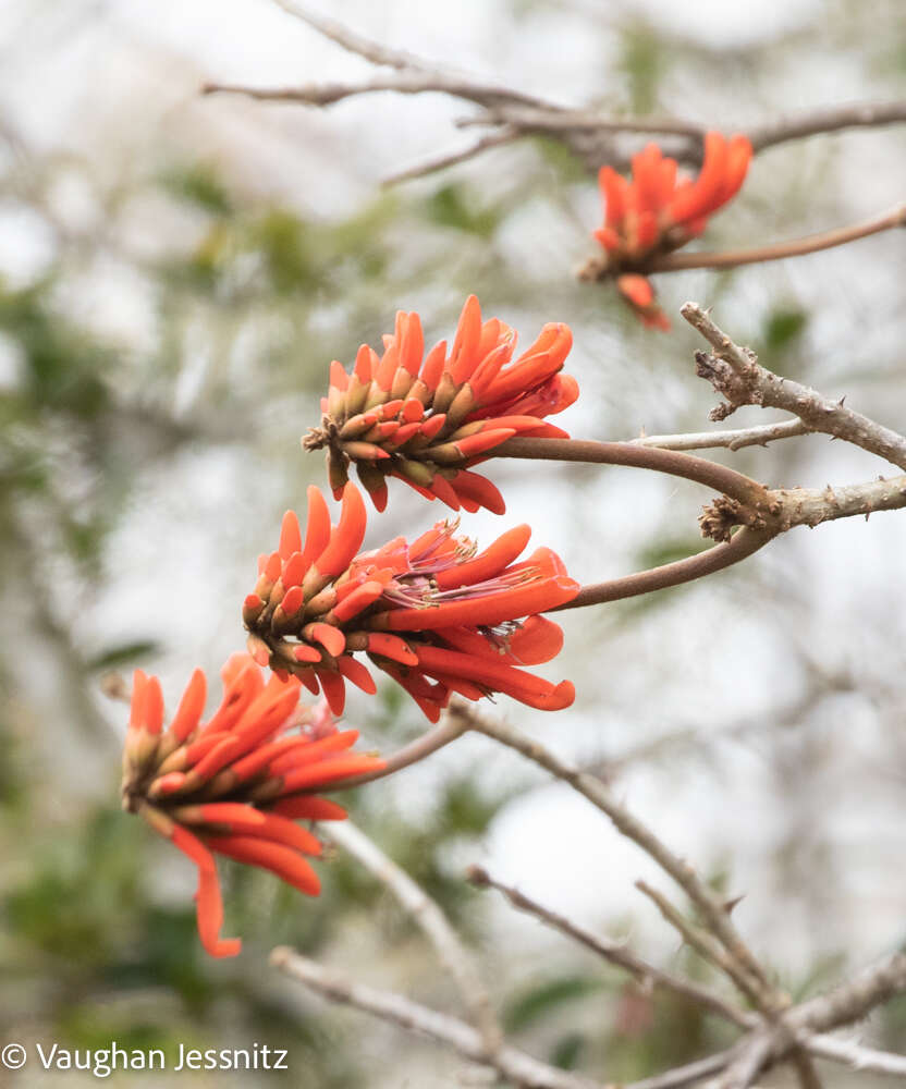 Image of Common Coral tree