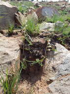 Image of Tassel orchid