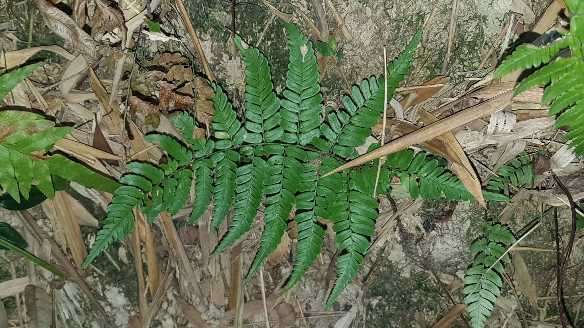 Plancia ëd Dryopteris fuscipes C. Chr.