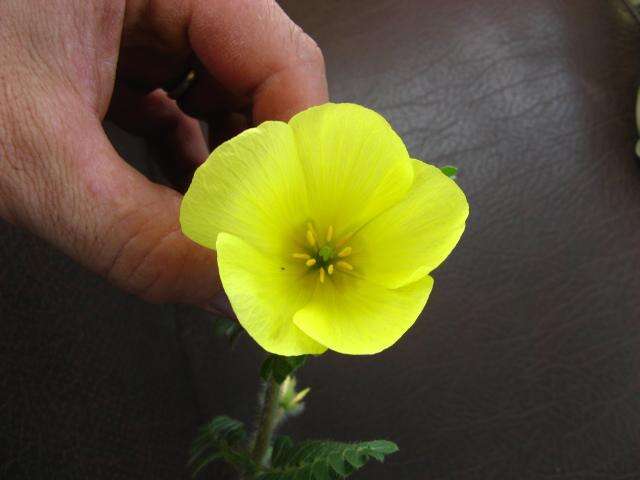 Image of Large-flowered devil-thorns,