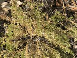 Image of Andrews' bedstraw