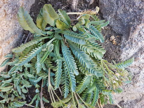 Image of Valeriana philippiana Briquet