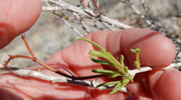 Imagem de Eriogonum leptophyllum (Torr. & Gray) Woot. & Standl.