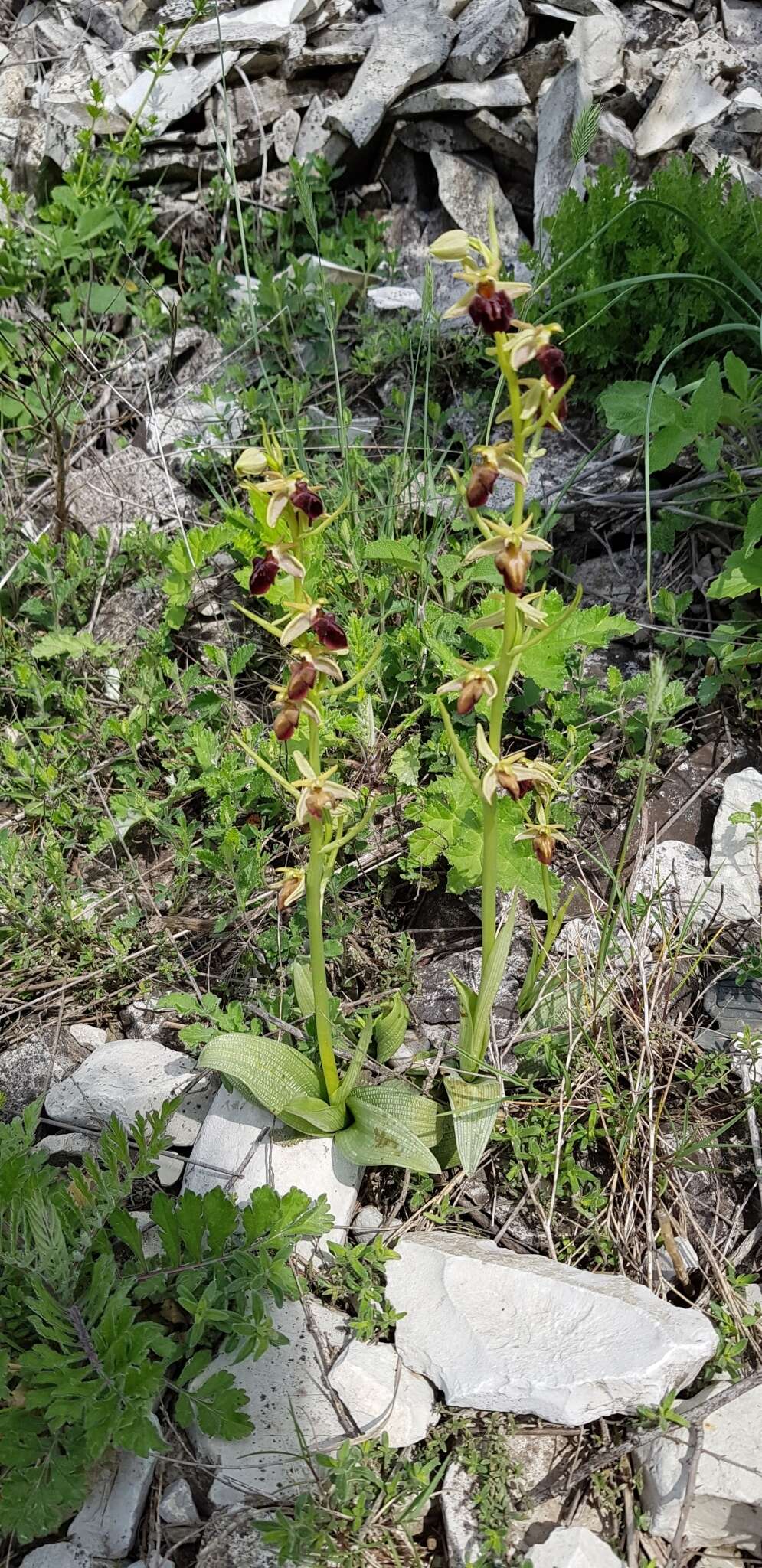 Image of Ophrys sphegodes subsp. mammosa (Desf.) Soó ex E. Nelson