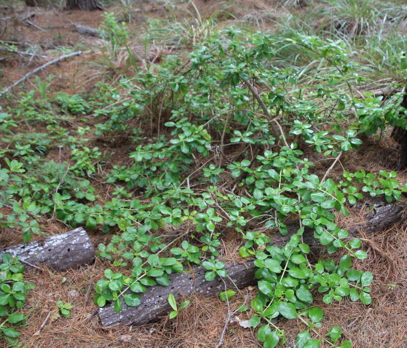 Image de Coprosma repens A. Rich.