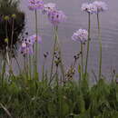 Image of Primula auriculata Lam.