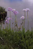 Imagem de Primula auriculata Lam.