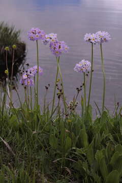 Imagem de Primula auriculata Lam.