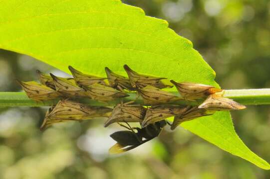 Image of Aconophora mexicana Stål