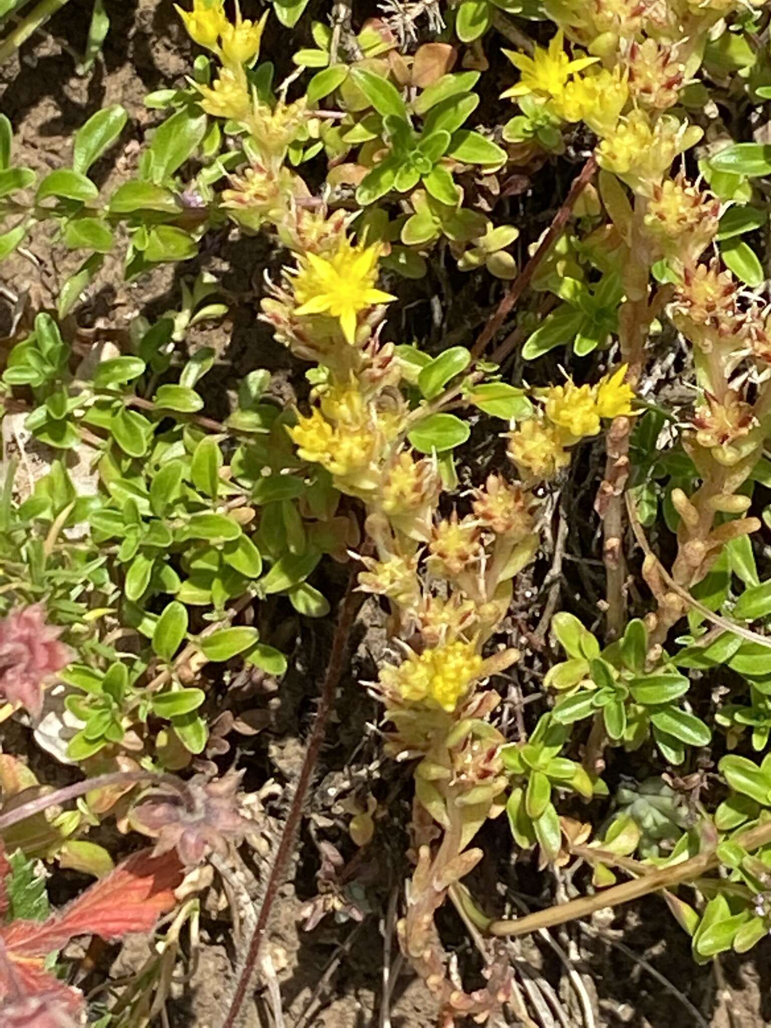 Image of annual stonecrop