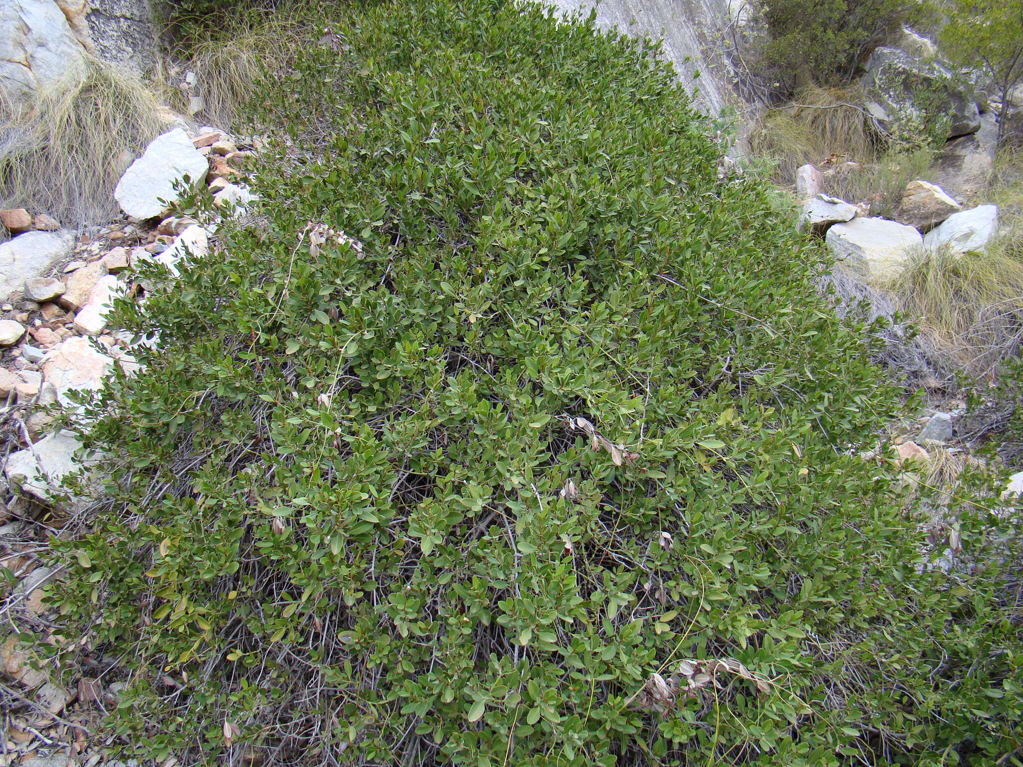 Plancia ëd Secamone alpini Schultes