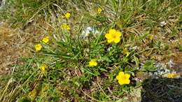 Image of Helianthemum nummularium subsp. nummularium