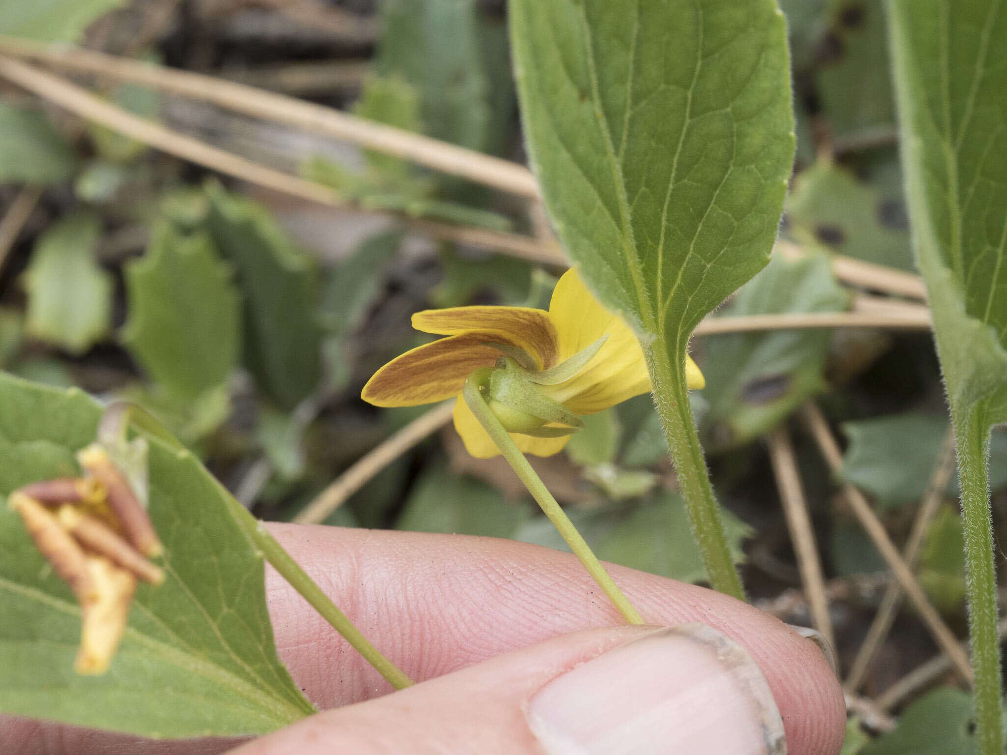 Image of upland yellow violet