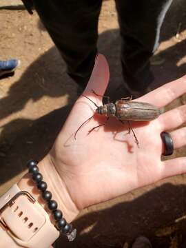 Image of Trichocnemis pauper (Linsley 1957)