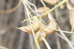 Imagem de Astragalus beckwithii Torr. & A. Gray