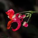 Impatiens phoenicea Bedd. resmi