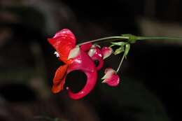 Image of Impatiens phoenicea Bedd.