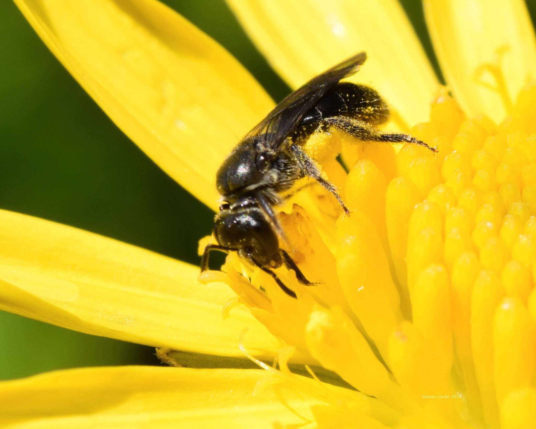 Lasioglossum sordidum (Smith 1853) resmi