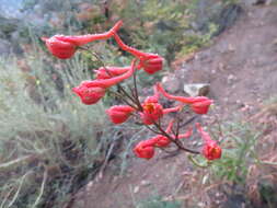 Image of scarlet larkspur