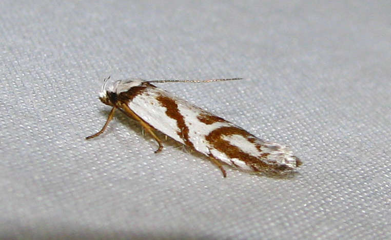 Image of Oxythecta acceptella Walker 1864