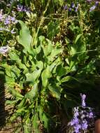 Image of Mediterranean sea lavender