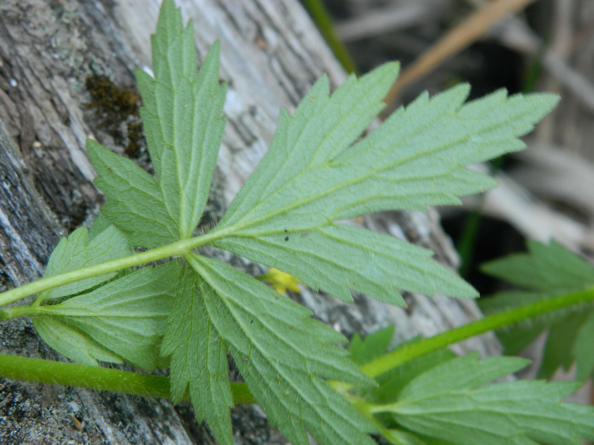 Imagem de Ranunculus pensylvanicus L. fil.