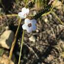 Image of Adenandra brachyphylla Schltdl.