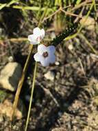 Image of Adenandra brachyphylla Schltdl.