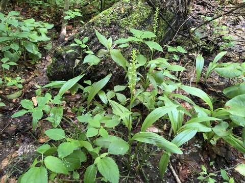 Слика од Platanthera flava var. herbiola (R. Br.) Luer