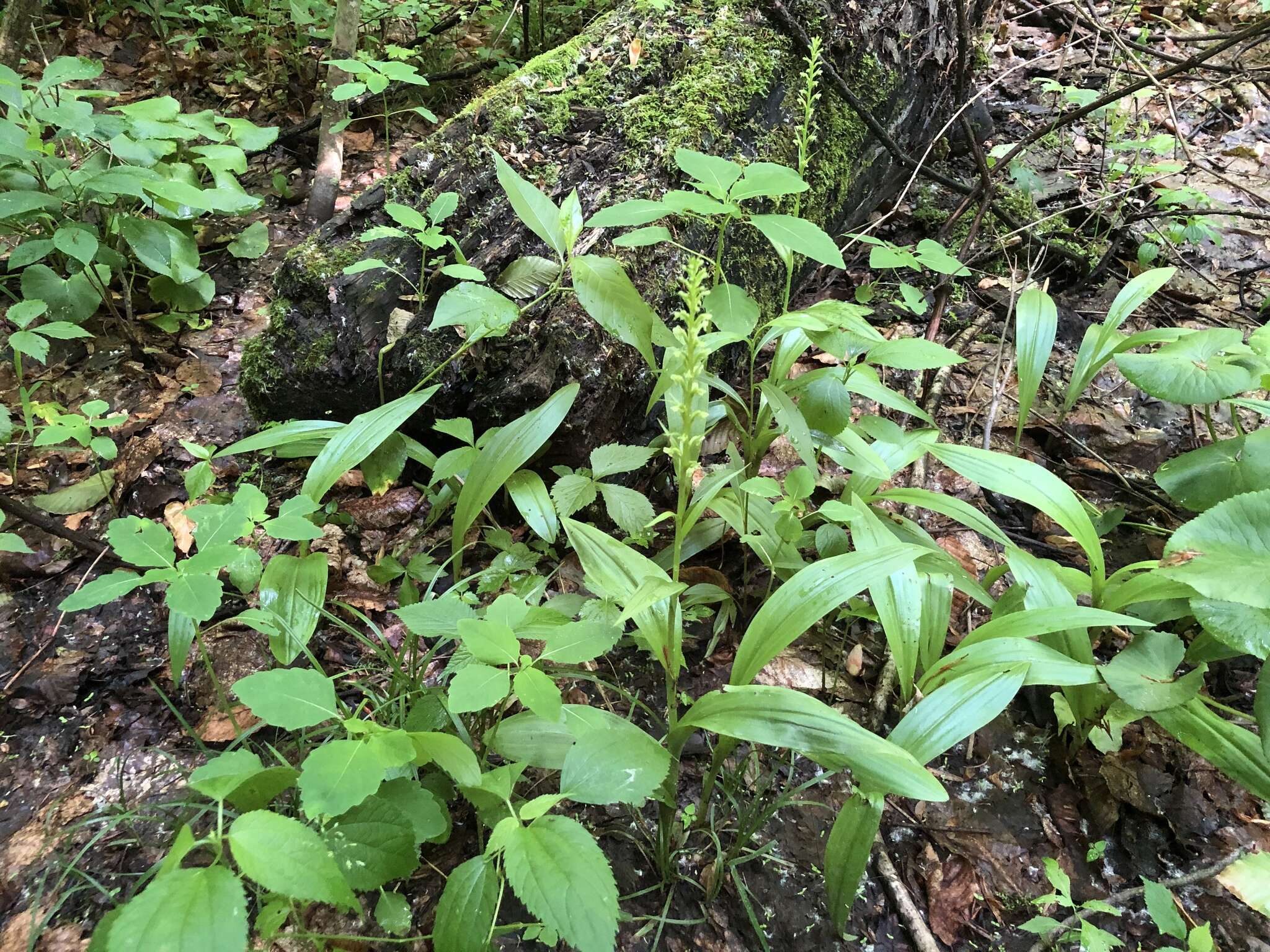 Image of palegreen orchid